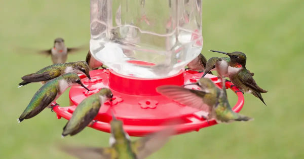 Hummingbird Nectar
